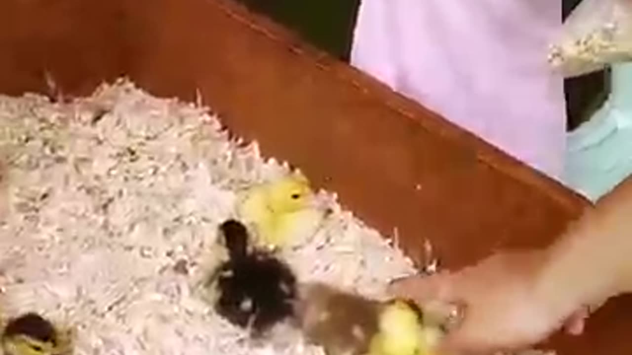 Cute Chick In Nest