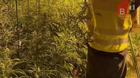 Descubren una gran plantación de marihuana durante un desahucio en el Eixample