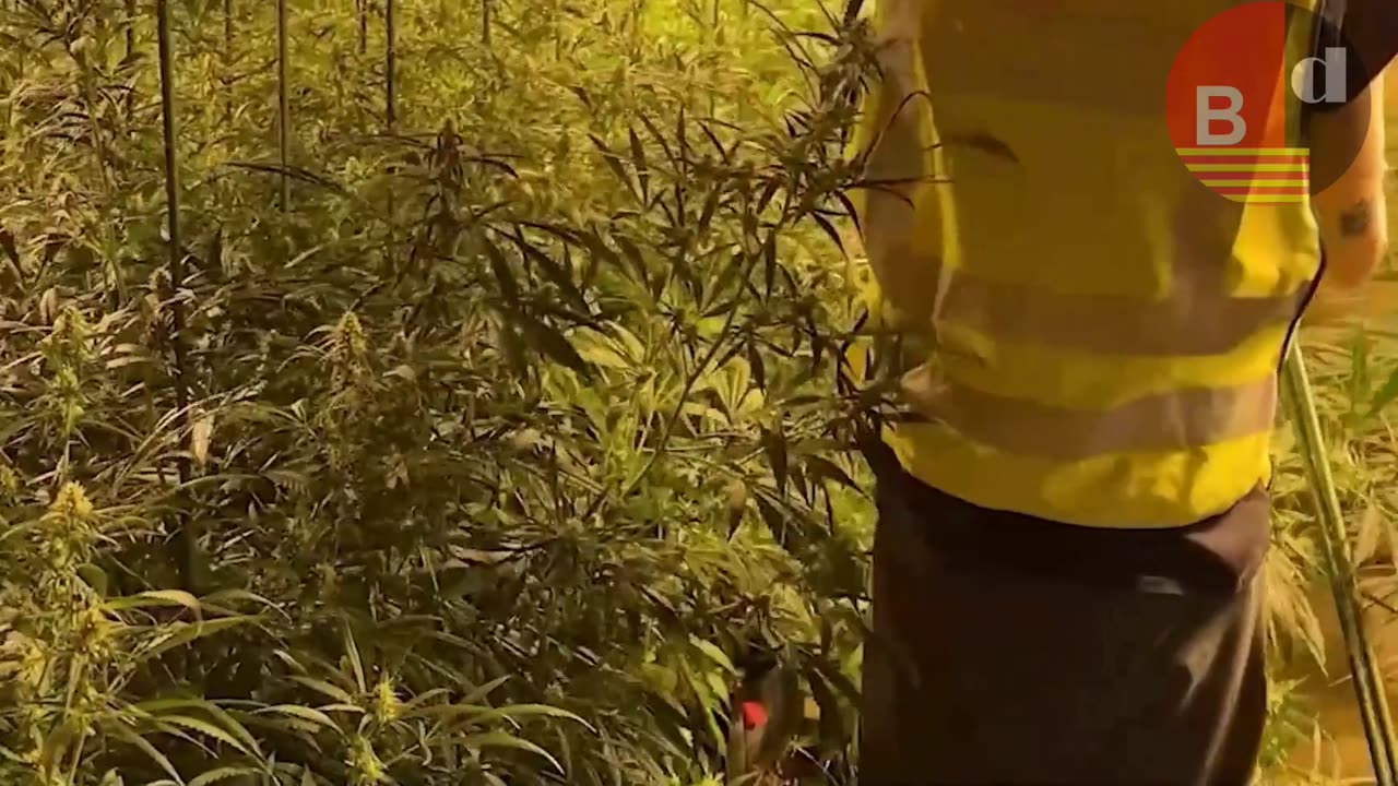 Descubren una gran plantación de marihuana durante un desahucio en el Eixample