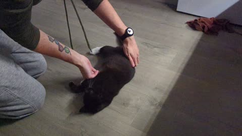 Bibs Likes Being Spun