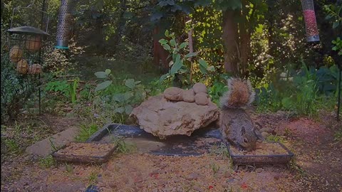 The squirrel fell into the water but quickly saved itself 🐿💦💦🙂
