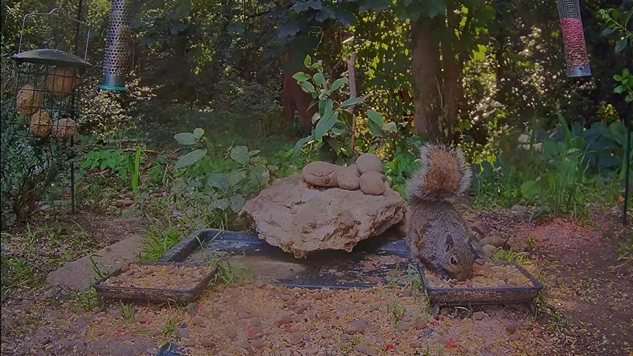The squirrel fell into the water but quickly saved itself 🐿💦💦🙂