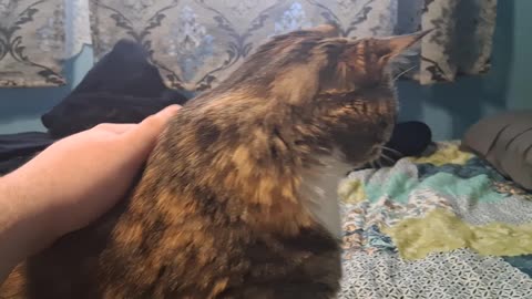 The Most Relaxing Cat: Adorable Purrs, Petting, and Pure Calm