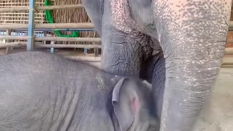 baby elephant playing with its mother
