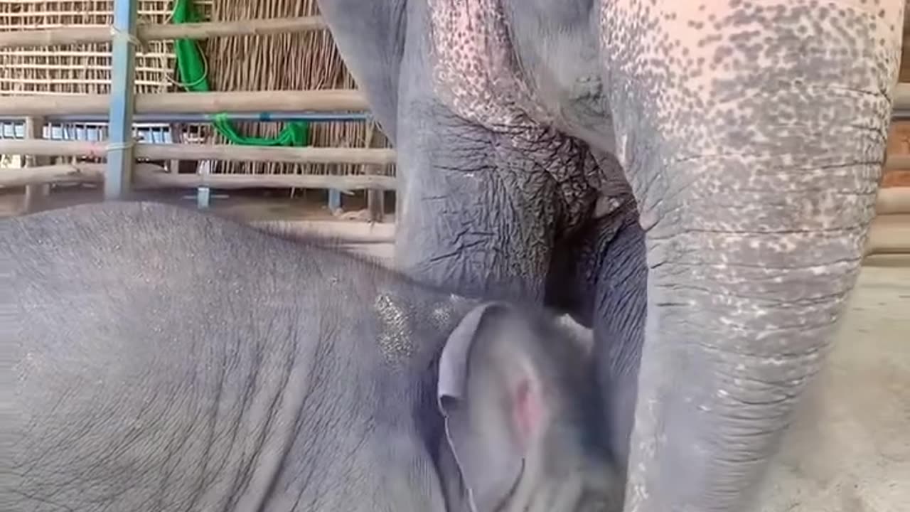 baby elephant playing with its mother