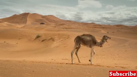 "From Jungles to Savannas: A Journey Through the Animal Kingdom 🦒 | Wildlife Video"