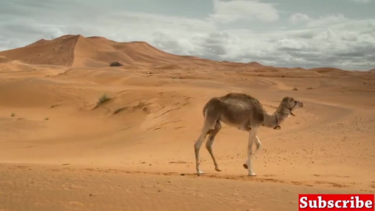 "From Jungles to Savannas: A Journey Through the Animal Kingdom 🦒 | Wildlife Video"
