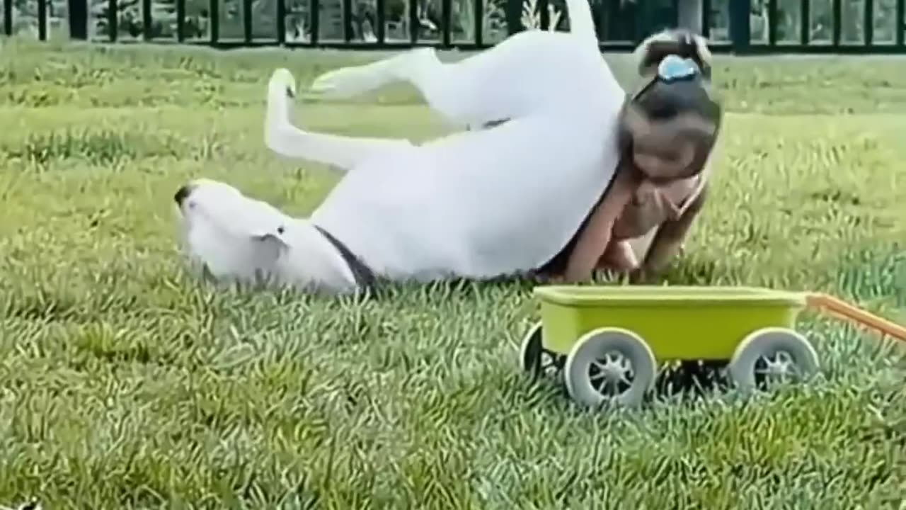Fani video
