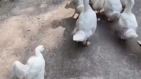 Always One