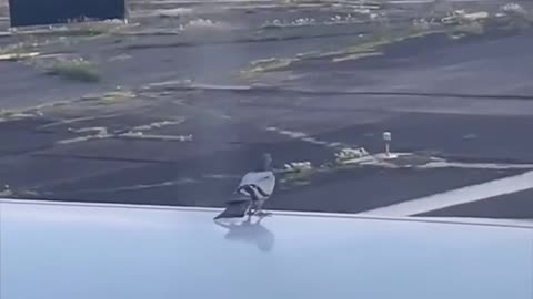 🐦✈️ This Pigeon's Failed Takeoff is a Total Bird-Brain Moment! | FunFM