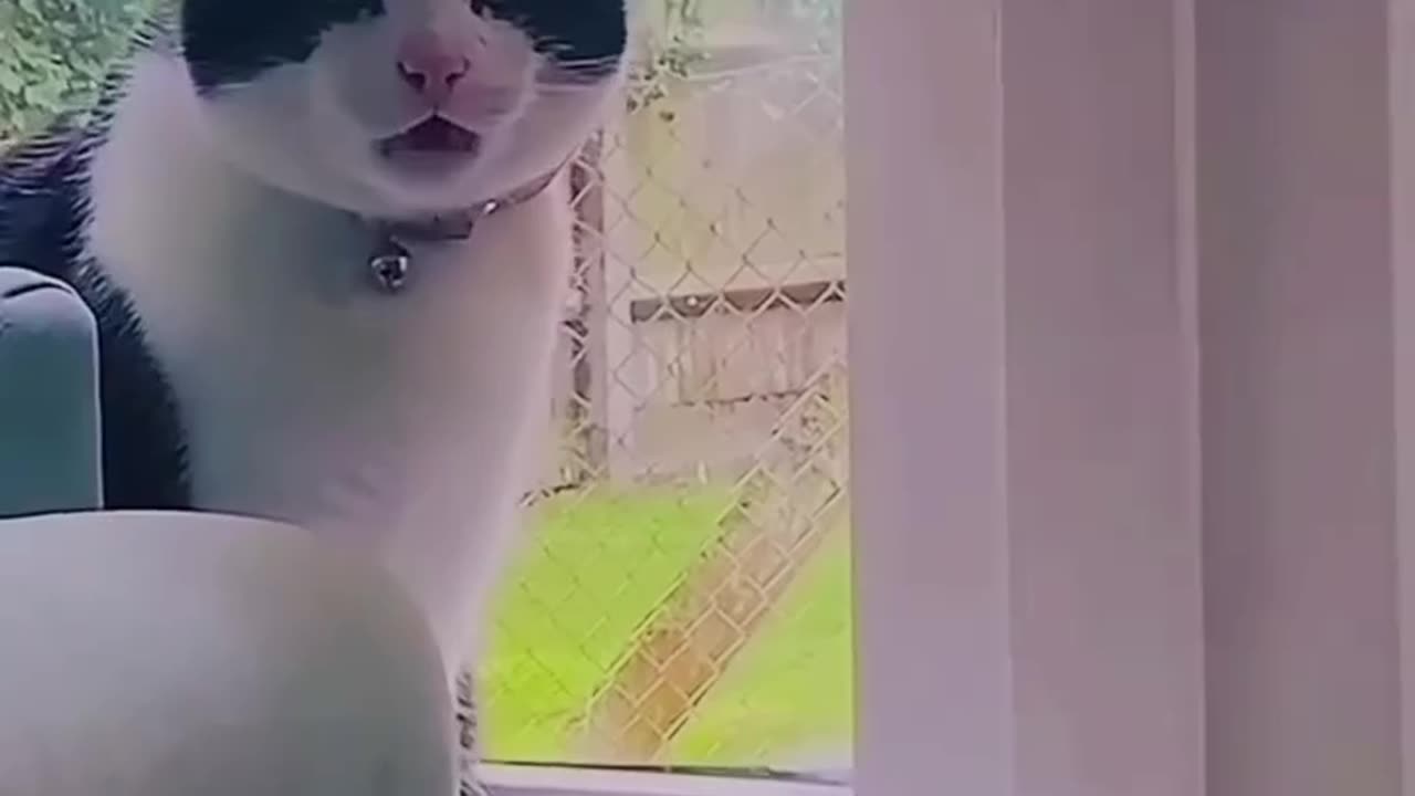 Cute cat video