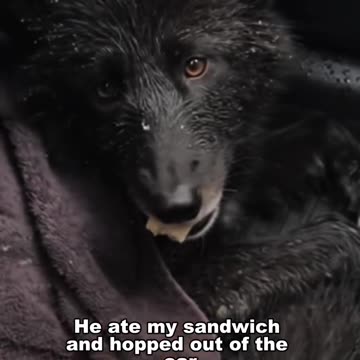 THIS is the full video of the rescued Black Wolf