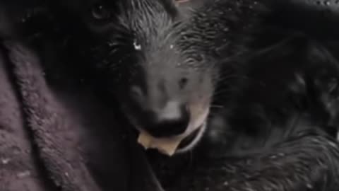 THIS is the full video of the rescued Black Wolf