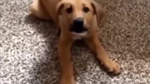 Waycist Dog