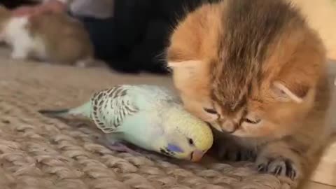 Adopted siblings