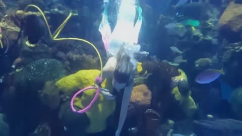 Swimming mermaid in Las Vegas: The legendary beauty with a fish tail is sighted in the desert oasis
