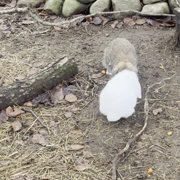 Soft Bunny, Crunchy Ground 🎧 (Deep Relaxation)