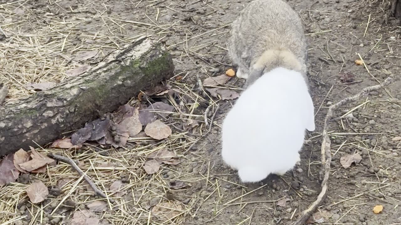 Soft Bunny, Crunchy Ground 🎧 (Deep Relaxation)