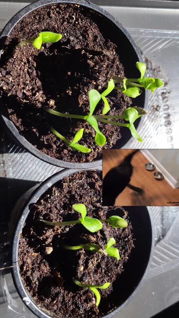 Cucumber Timelapse: Full Day in Seconds