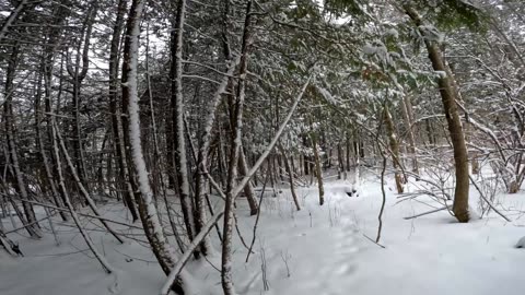 🚶2025🍁 Hiking 4 Different Trails In The Greenbelt Of Ottawa & Exploring The Nature In Every Season 💦 Canada 🍀🍃
