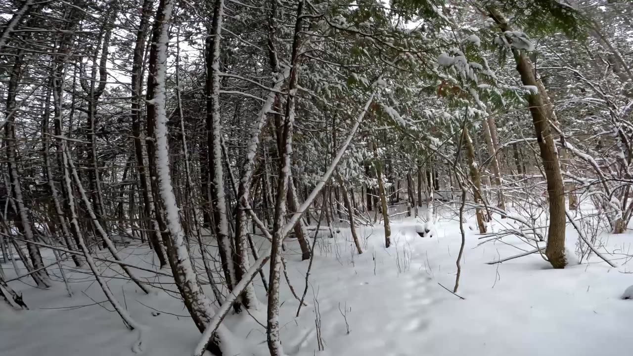 🚶❄️2025🍁☃️ Winter Hiking In 5 Different Trails In The City Of Ottawa ❄️ Canada 🍁