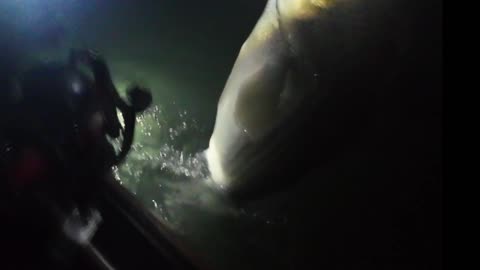 Striper fishing at night with greenlight and live bait