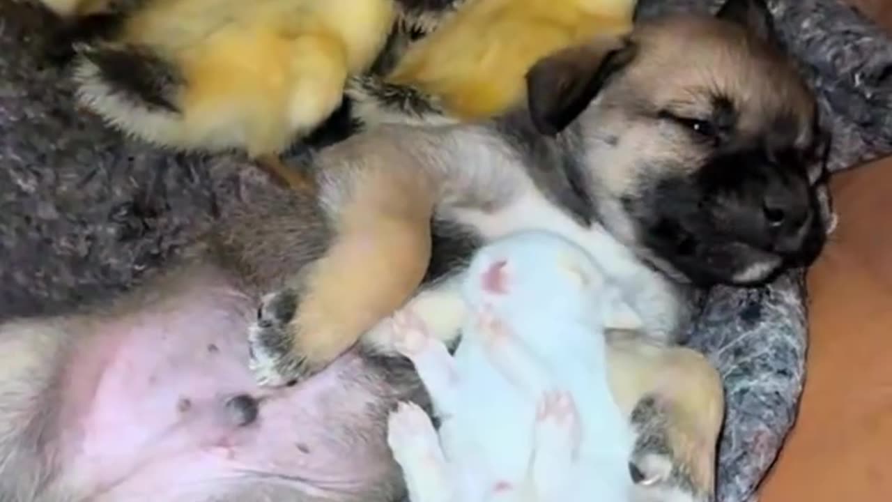 „Prietenia neașteptată dintre un cățeluș și rățuște”