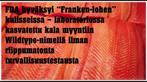 FDA hyväksyi laboratoriossa kasvatetun lohen myyntiin Wildtype-nimellä ilman riippumatonta testausta