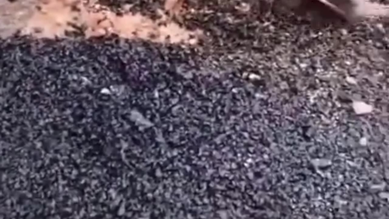 Stealing the very streets they shit on