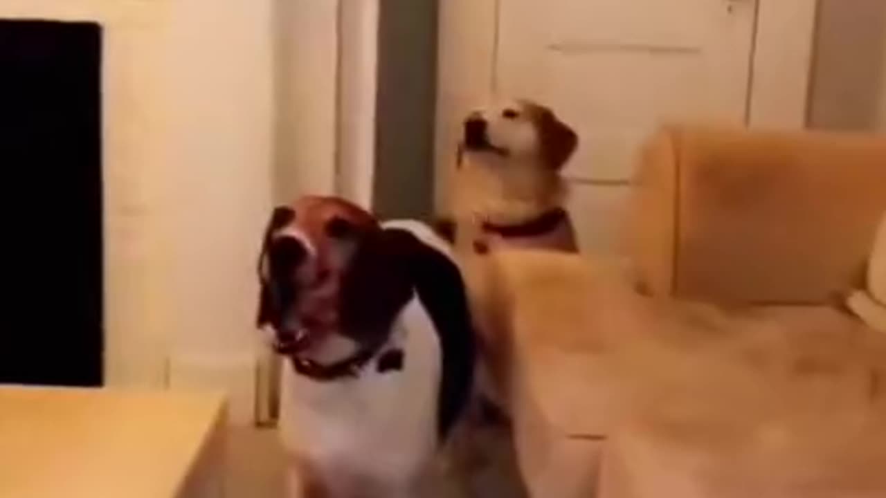 funny dog