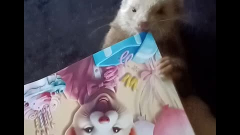 Ferret in a bag pt 2...