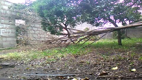 Apenas llovió - Todo muy tranqui en el patio - Tacuarembó, mañana del 31/08/2025