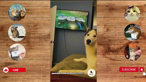 funny video