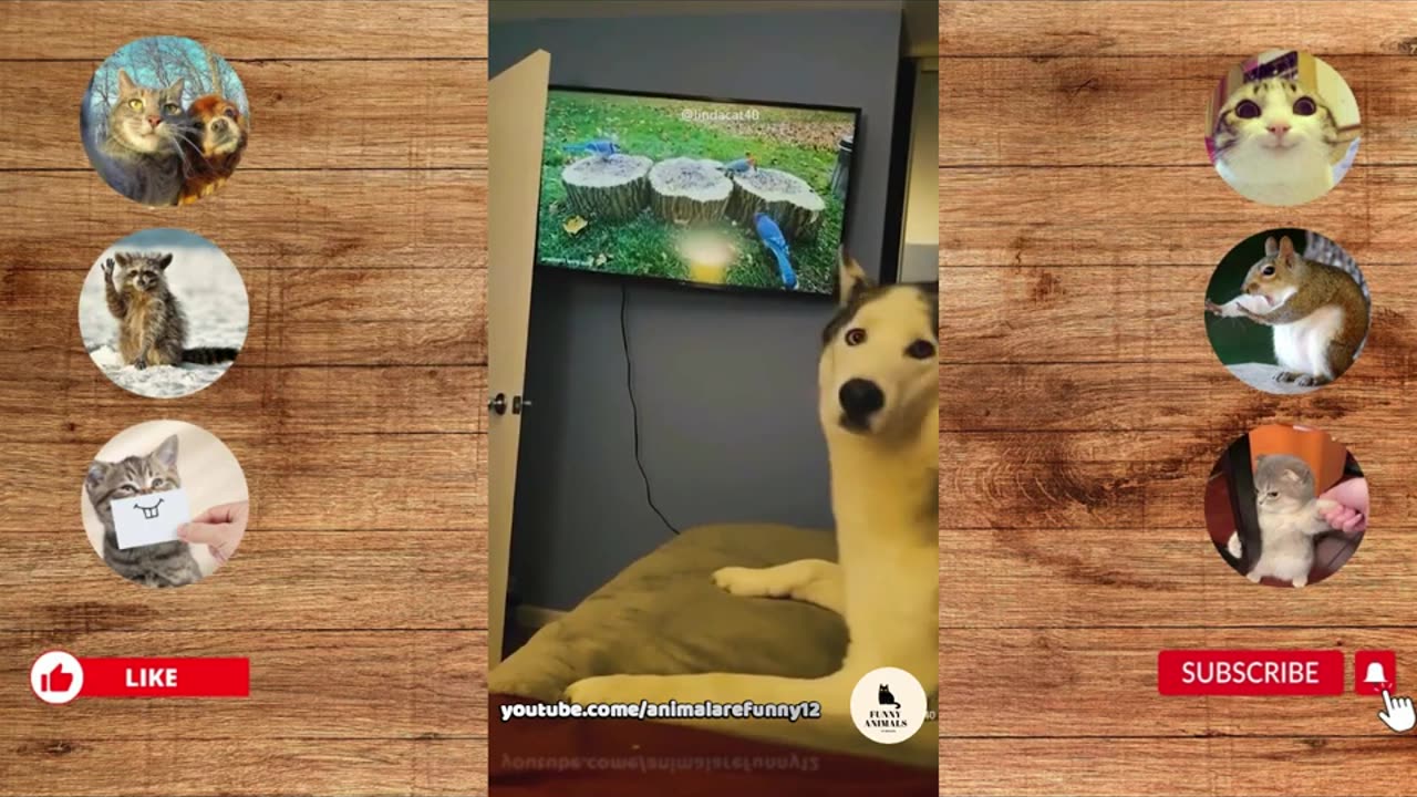 funny video