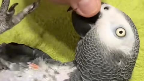 Chaos? Cuteness? Maybe a little squawking? Welcome!" #entertaininganimals #funny #petsunited