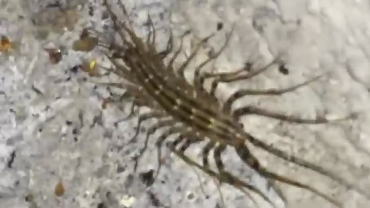 They Said These 20 Creatures Don’t Exist… But Here is The Proof!