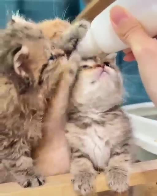 Adorable Kittens Crying for Milk 🍼😺*