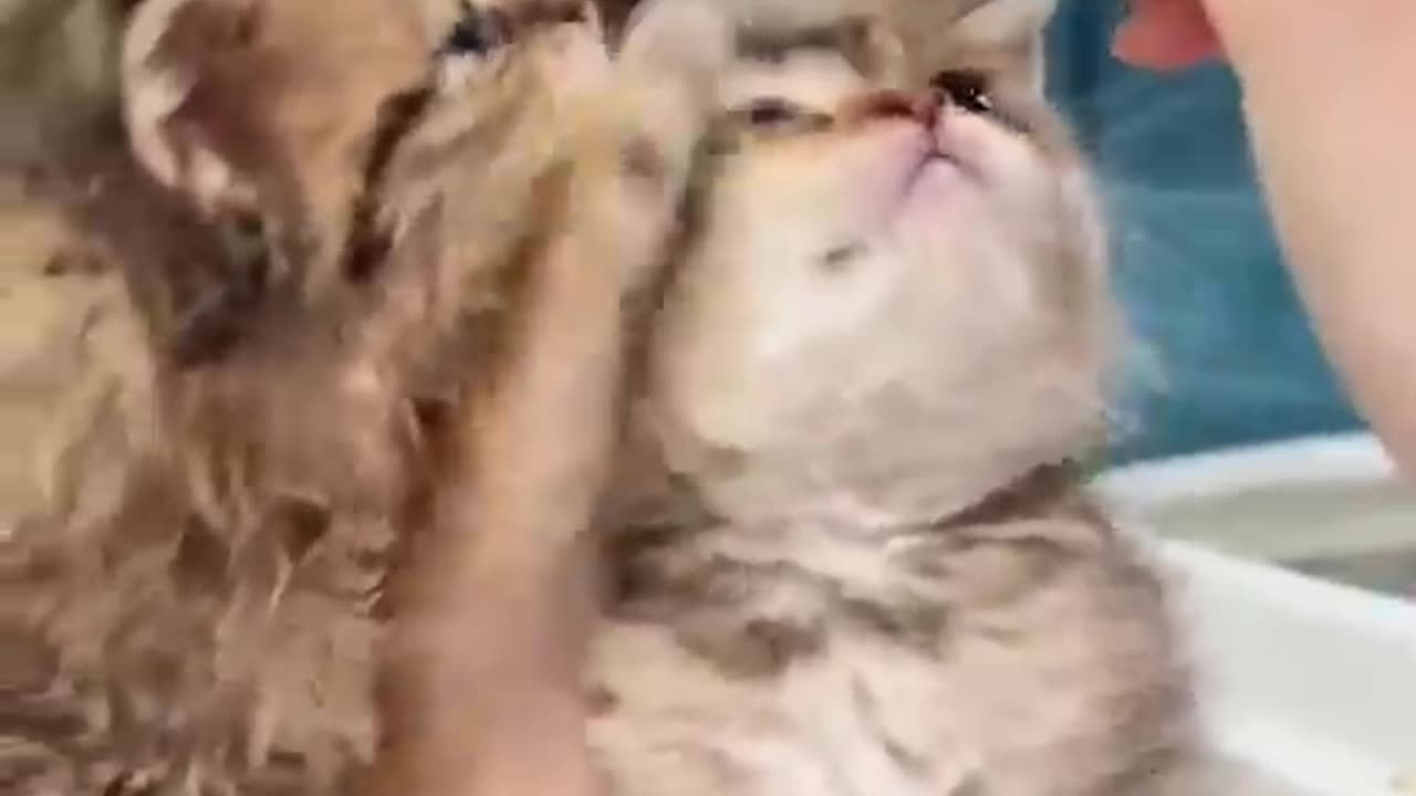 Adorable Kittens Crying for Milk 🍼😺*