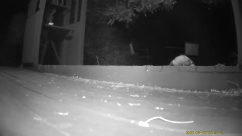 Wildlife Filmed By Haza PR800 Wild Camera, Dearborn, Michigan, May 30 To June 6, 2025