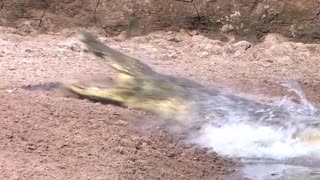 Wildlife Animals 🦁 🐅