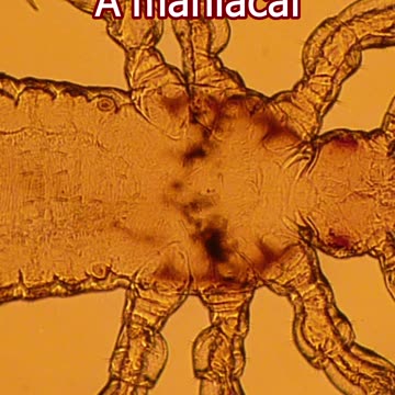 Maniac song clip #punk #metal