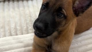 Arguing with my Belgian Malinois be like...