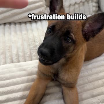 Arguing with my Belgian Malinois be like...