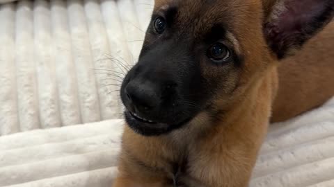 Arguing with my Belgian Malinois be like...