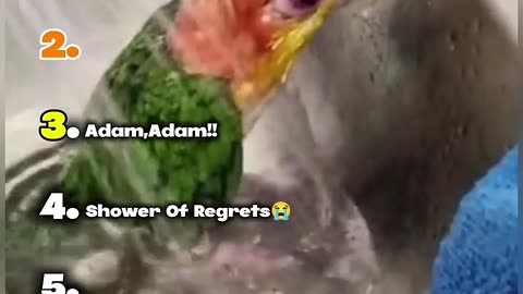 Ranking The Best Animal Moments