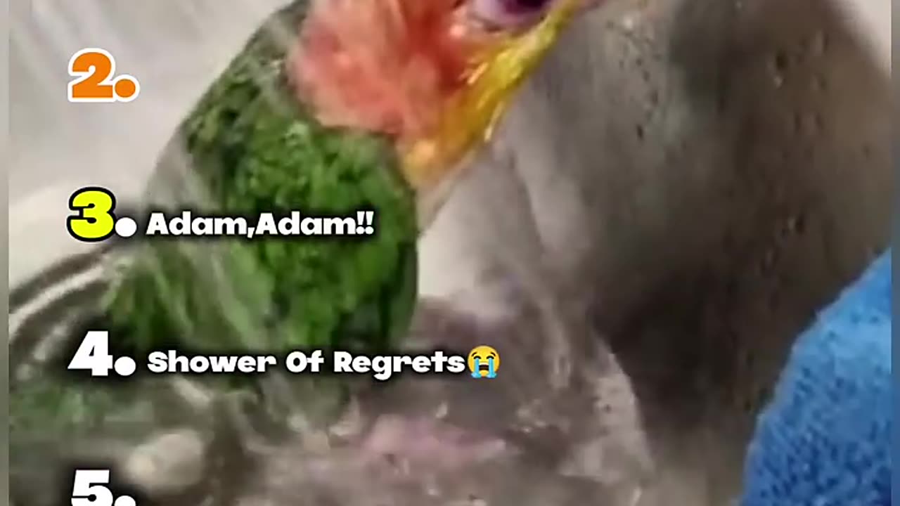 Ranking The Best Animal Moments