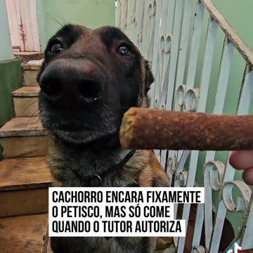 Cachorro encara friamente o petisco
