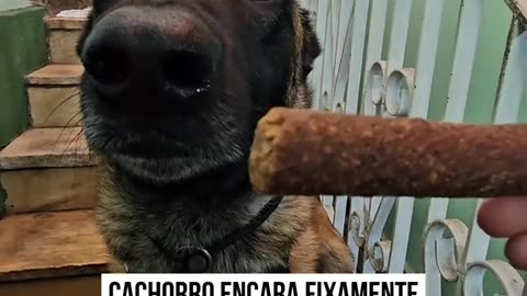 Cachorro encara friamente o petisco