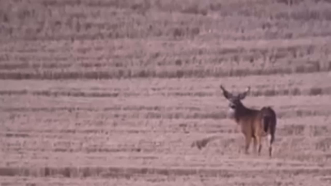 430 Yard Mule Deer • 300 Ultra Mag • 296 Hammer Hunter