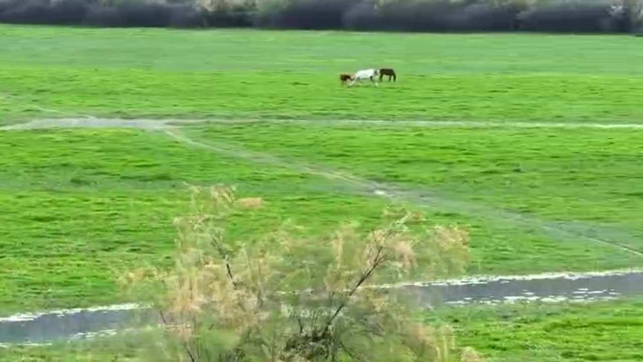 اندیکا دشت شیمبار Indica Shimbar Plain